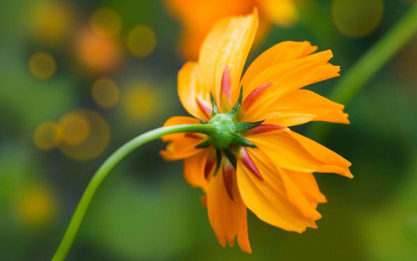 Free orange daisy wallpaper download