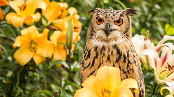 Free orange eyes black light brown owl surrounded by flowers hd owl wallpaper download