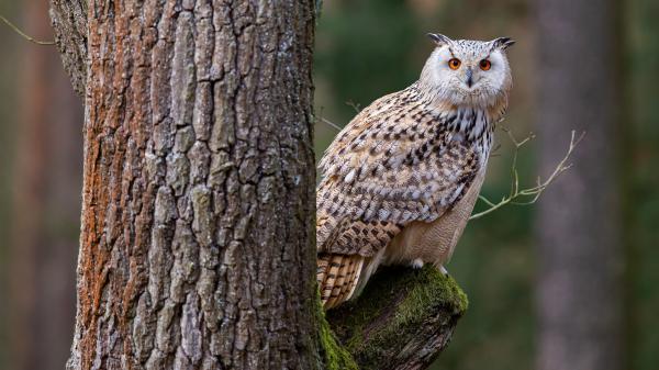 Free orange eyes black sandal color owl on tree trunk in blur tree background 4k hd owl wallpaper download