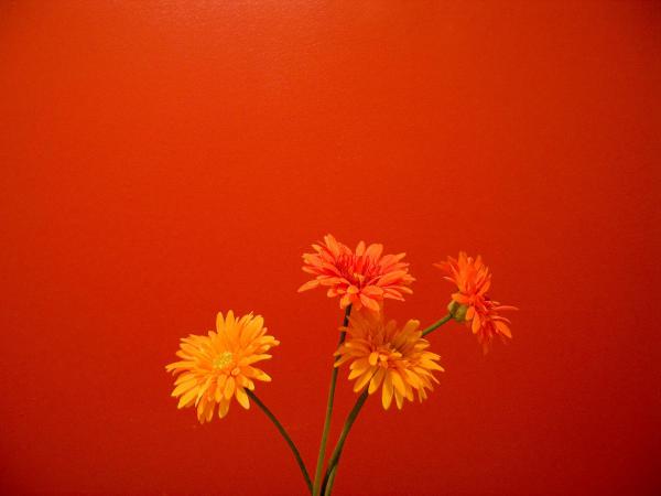 Free orange flowers 2 wallpaper download