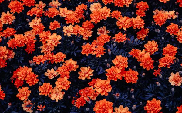 Free orange flowers 3 wallpaper download