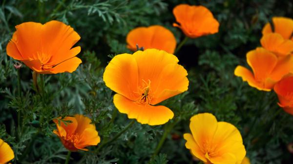 Free orange flowers wallpaper download