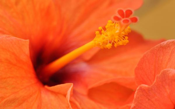 Free orange hibiscus flower wallpaper download