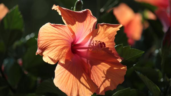 Free orange hibiscus with leaves 4k 5k hd flowers wallpaper download