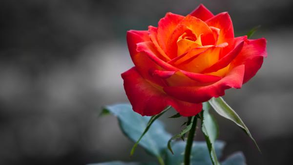 Free orange rose wallpaper download