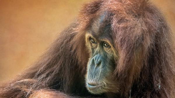 Free orangutan with brown background hd animals wallpaper download