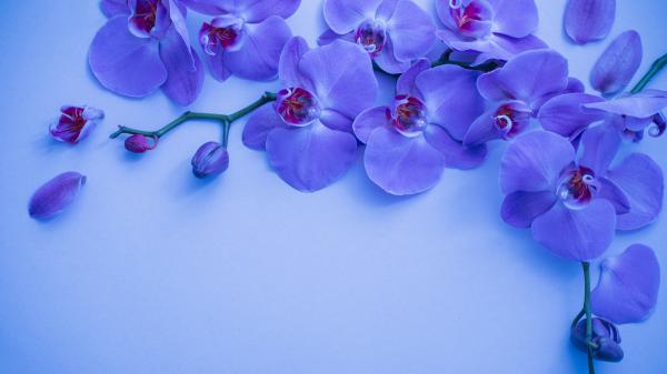 Free orchid flower 4k 5k hd wallpaper download