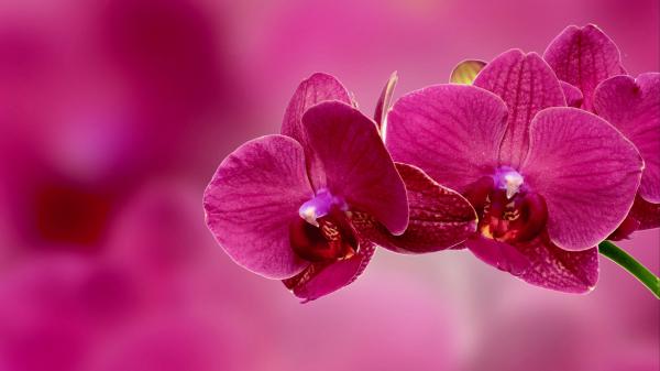 Free orchid flower petals pink 4k hd wallpaper download