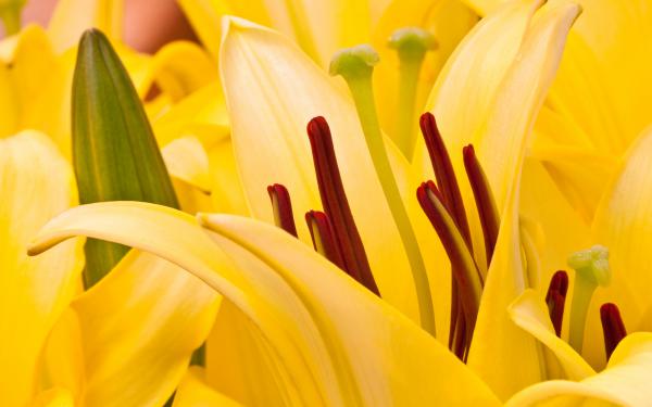 Free oriental lilies wallpaper download