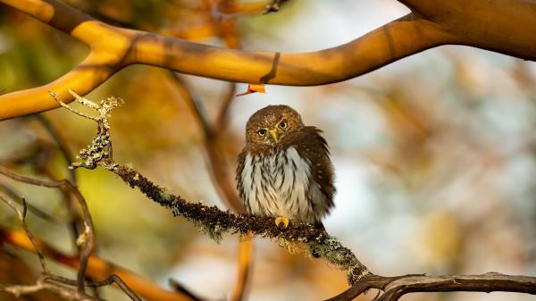 Free owl is sitting on branch of a tree hd birds wallpaper download