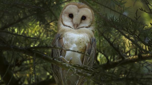 Free owl is standing on branch of tree hd birds wallpaper download