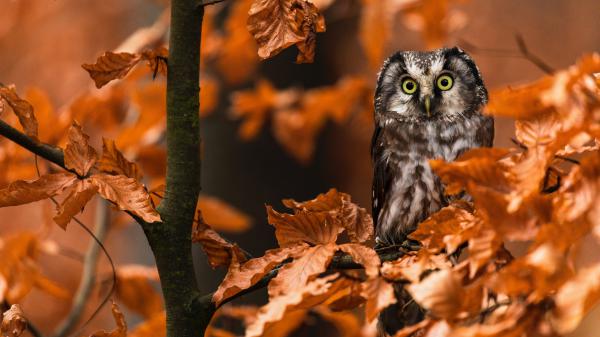 Free owl on branch of dry leafed tree 4k 5k hd owl wallpaper download