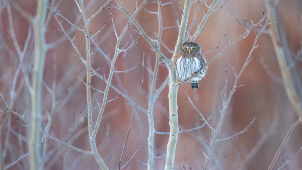 Free owl on leafless tree branch in blur background hd birds wallpaper download