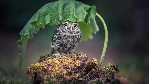 Free owl under green leaf on tree trunk hd owl wallpaper download