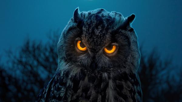 Free owl with yellow and black eyes 4k hd birds wallpaper download