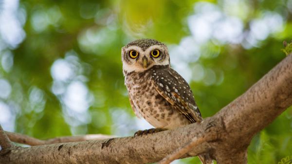 Free own is sitting on tree branch with shallow background 4k hd birds wallpaper download