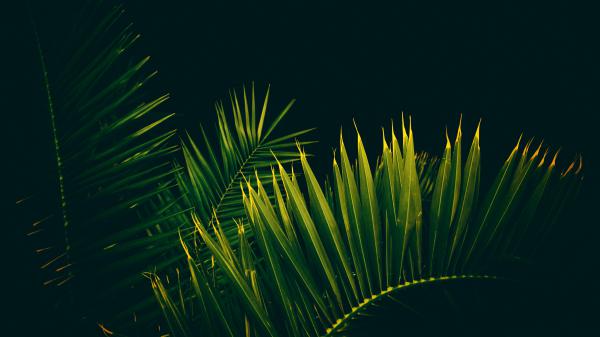 Free palm tree leaves branches 4k wallpaper download