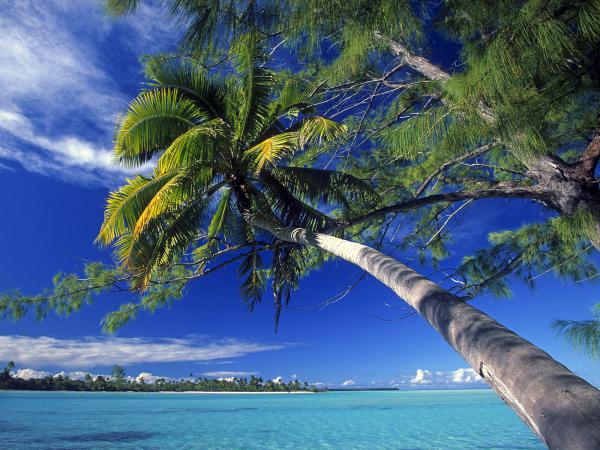 free palm tree society island beach wallpaper download