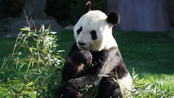 Free panda bear sitting on green field near green plant 4k hd animals wallpaper download