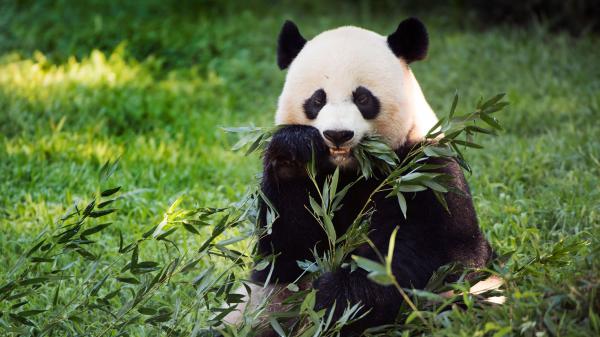 Free panda is eating leaves hd panda wallpaper download