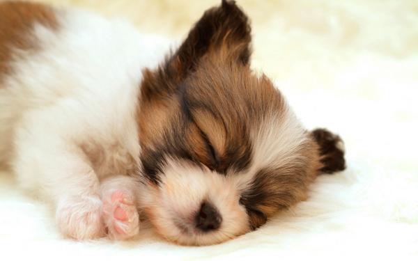 Free papillon puppy wallpaper download