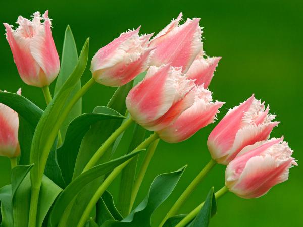 Free parrot tulips wallpaper download