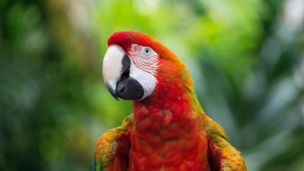 Free parrot with red and yellow color with shallow background 4k 5k hd birds wallpaper download