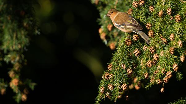 Free passerine is sitting on tree branches with pine cone 4k 5k hd birds wallpaper download