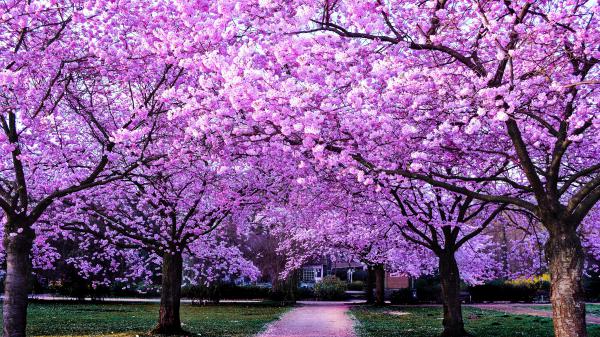 Free path between sakura blossom trees 4k hd flowers wallpaper download