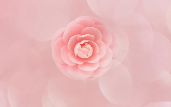 Free peach flower wallpaper download