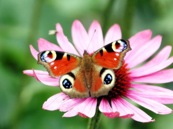 Free peacock butterfly flower wallpaper download