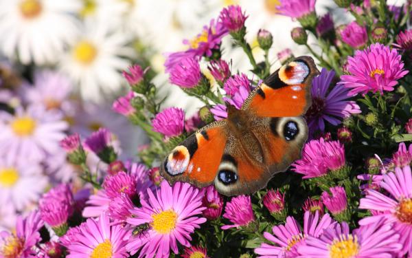 Free peacock butterfly wallpaper download