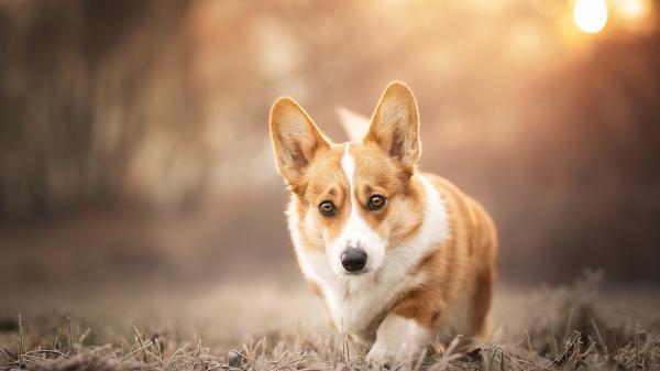 Free pembroke welsh corgi dog with blur background hd animals wallpaper download