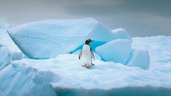 Free penguin on ice island hd animals wallpaper download