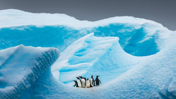 Free penguins on blue ice hd birds wallpaper download