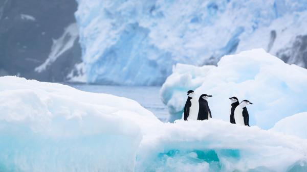 Free penguins on ice during winter hd birds wallpaper download