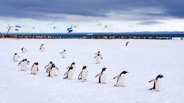 Free penguins on snow with background of beach and cloudy sky hd birds wallpaper download