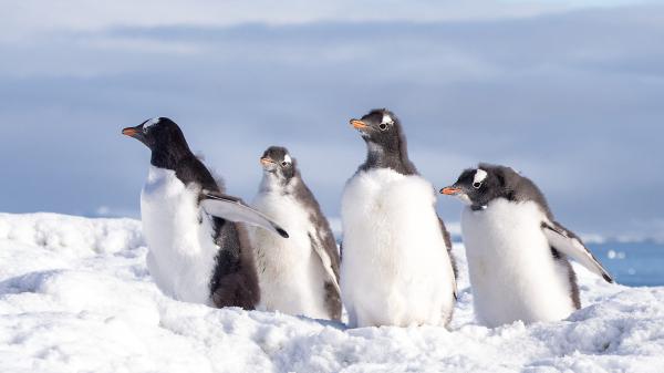 Free penquins on snow with background of cloudy sky hd birds wallpaper download