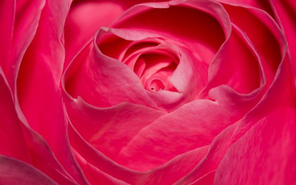 Free perfect pink rose wallpaper download