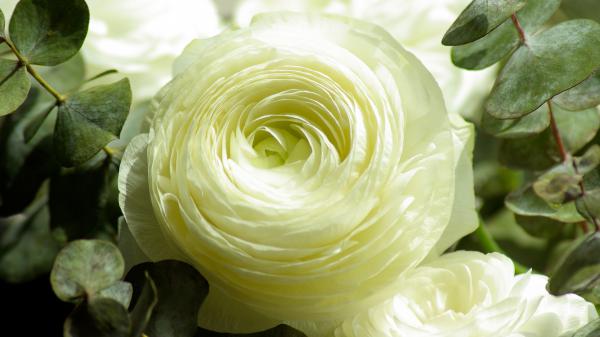 Free persian buttercup white flower wallpaper download