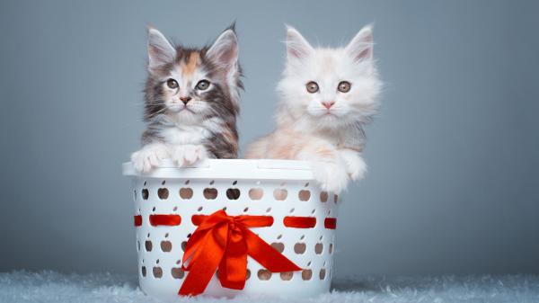 Free pet cats in basket with gray background hd animals wallpaper download