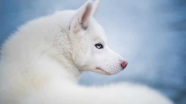 Free pet dog husky hd animals wallpaper download