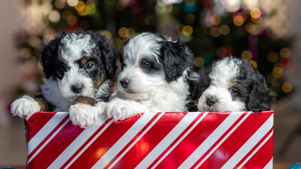 Free pet puppies are standing in a decorated box with shallow background 4k 5k hd animals wallpaper download