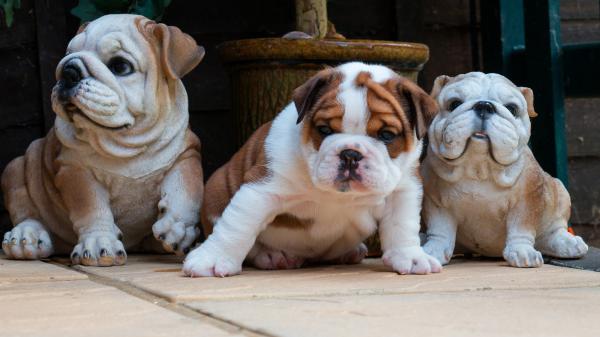 Free pet puppy baby bulldogs 4k 5k hd animals wallpaper download