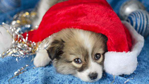 Free pet puppy with santa hat hd animals wallpaper download