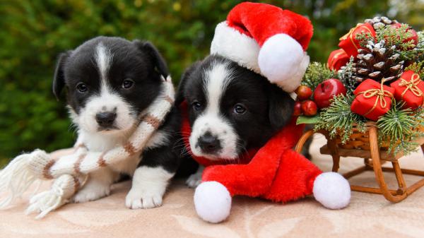 Free pet puppy with santa hat near christmas gifts ornaments hd animals wallpaper download