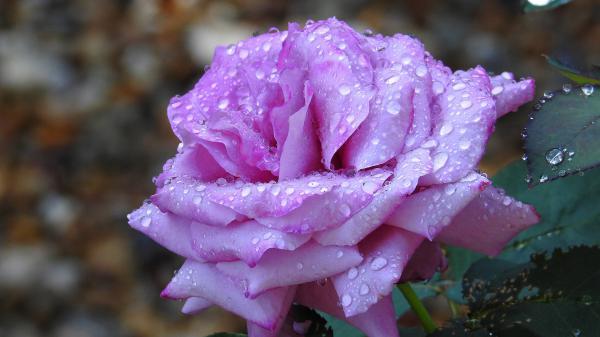 Free petal purple flower rose with water drops hd flowers wallpaper download