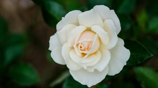 Free petal rose white flower in blur green background 4k hd flowers wallpaper download