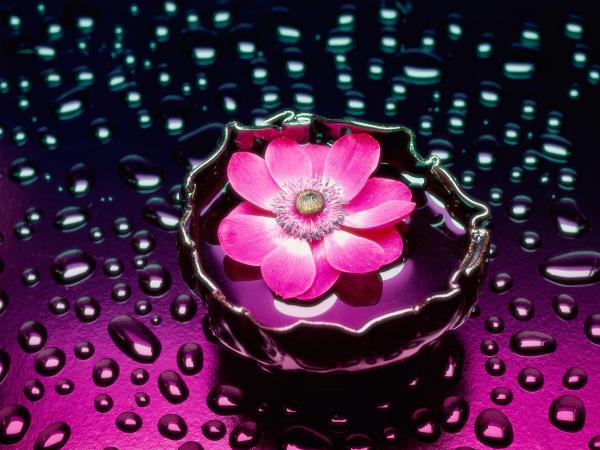 Free petals and water wallpaper download