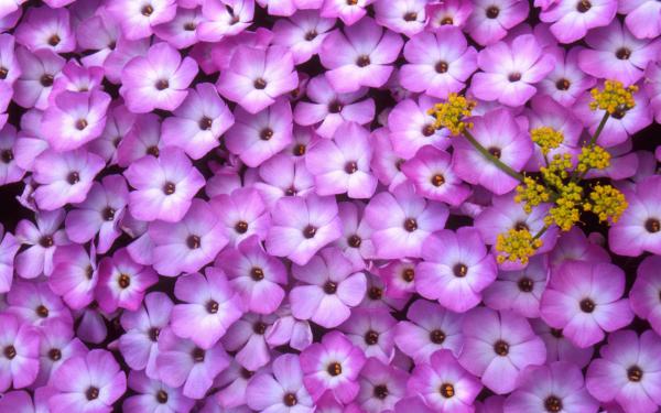 Free phlox  lomatium wallpaper download